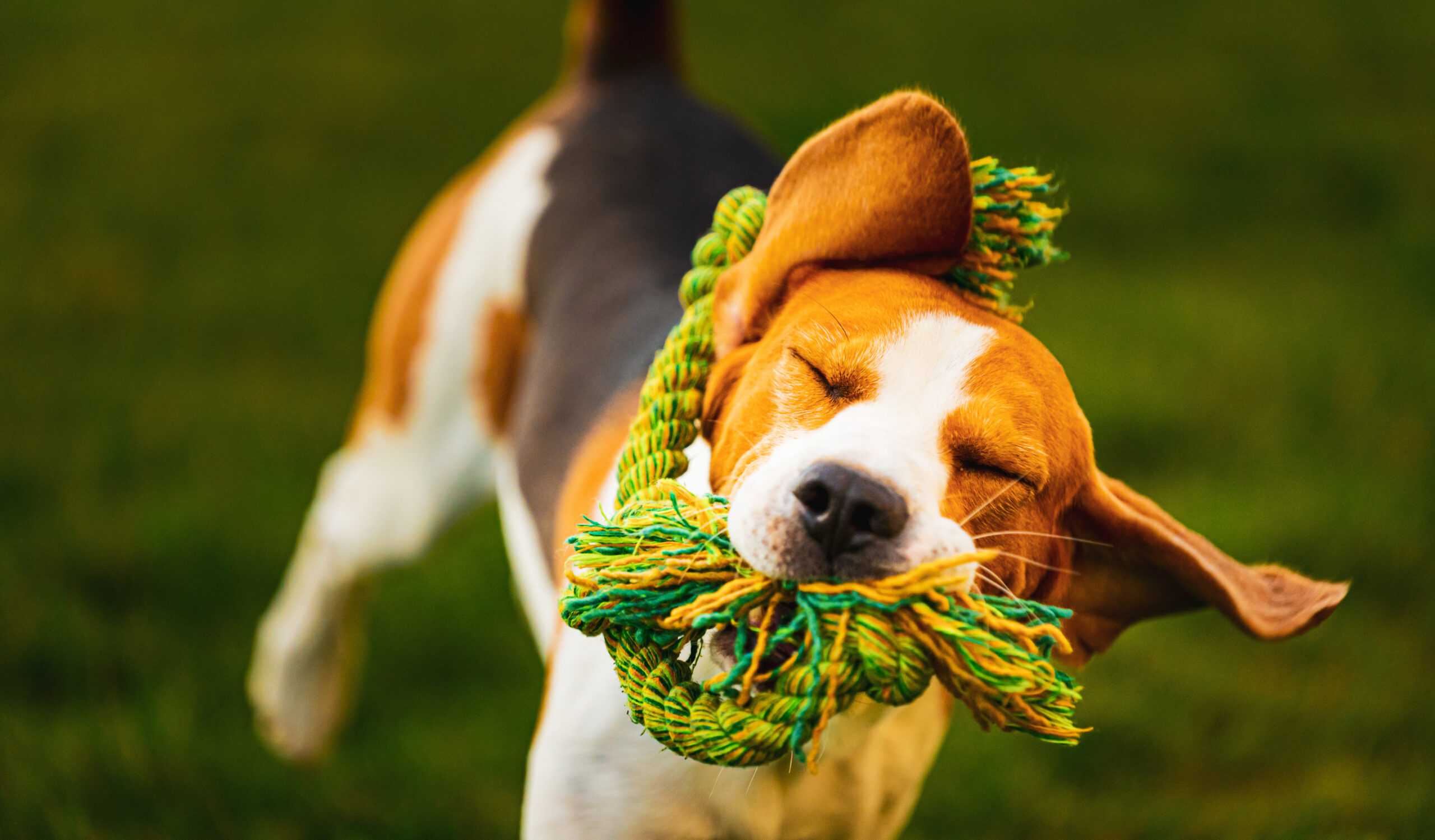 8 Interactive Dog Toys for Bonding with Your Pet