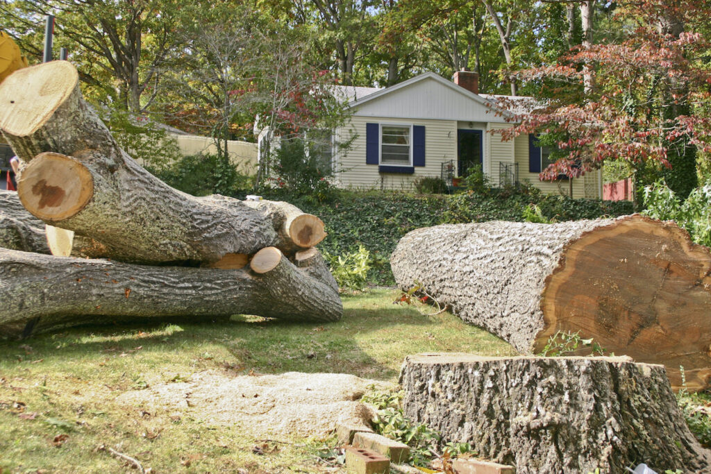 Tree Removal and Pruning: Keeping Your Property Safe and Beautiful