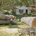 Tree Removal and Pruning: Keeping Your Property Safe and Beautiful