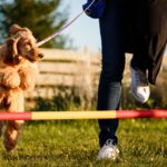 Why does your dog need training?