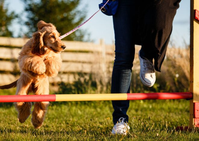 Why does your dog need training?