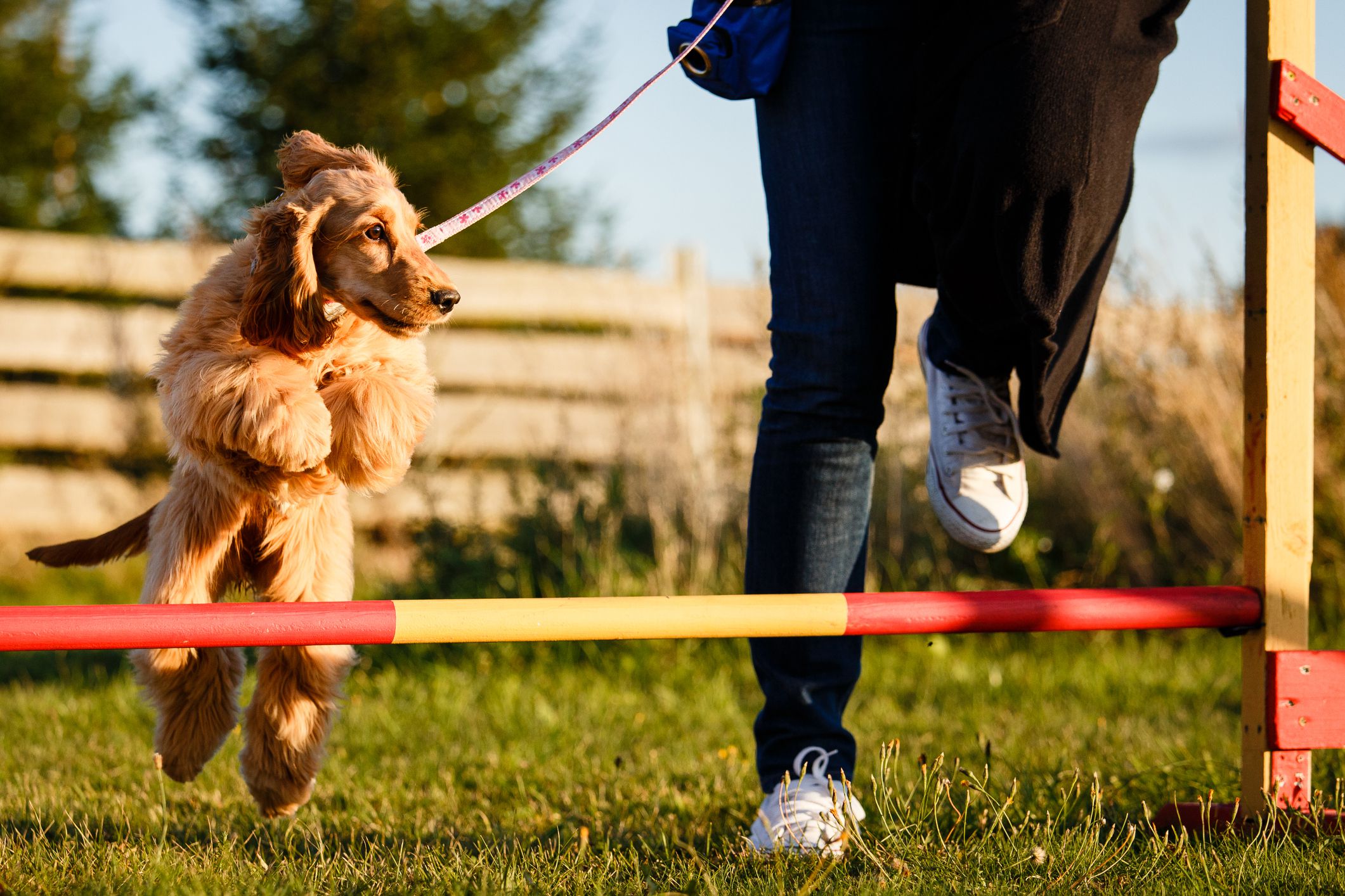 Why does your dog need training?
