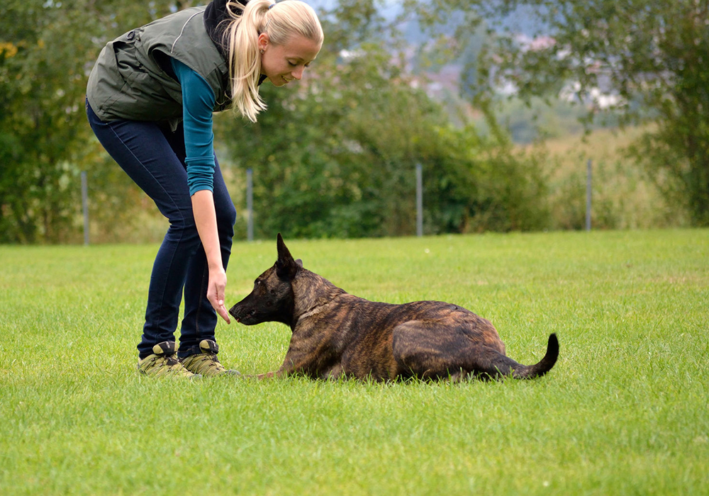 dog training in Southmor Gardens